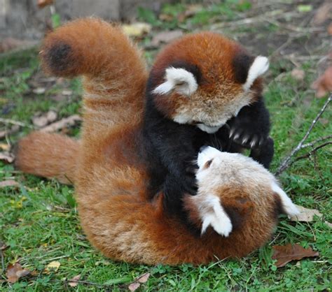 Funny & Cute Red Panda Images | Funny And Cute Animals