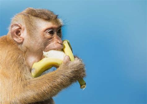 13 Different Types of Monkeys from Around the World