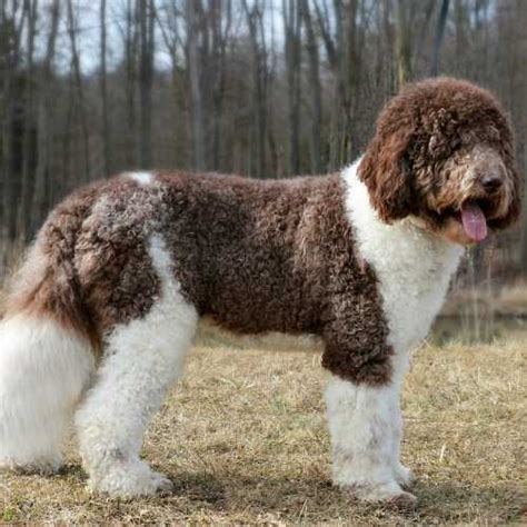 Saint Berdoodle Breed Info: St Bernard Poodle Mix