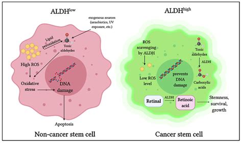 Cancers | Free Full-Text | Targeting Aldehyde Dehydrogenases to ...