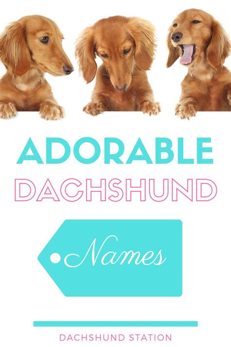 Best Dachshund Names Of 2022 - Dachshund Station | Puppy names, Puppy ...