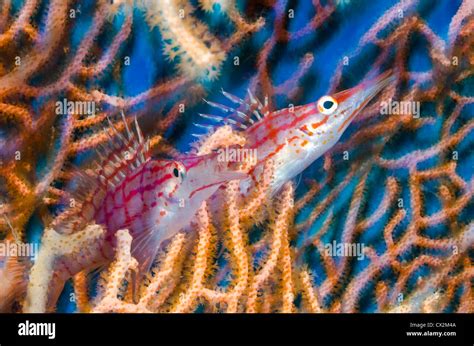 Sea fish long nose hi-res stock photography and images - Alamy