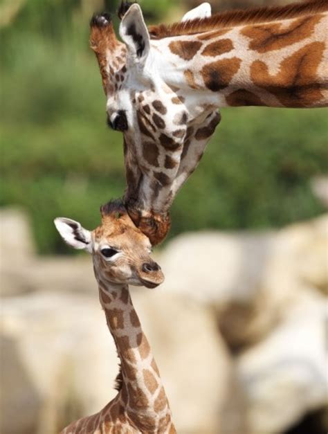 GALLERY: Dublin Zoo welcomes a new baby giraffe · The Daily Edge