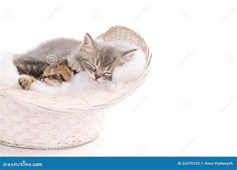 Funny Sleeping Kittens in Basket Stock Image - Image of brown, adorable: 24376123