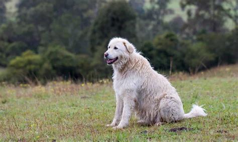 Maremma Sheepdog - A-Z Animals