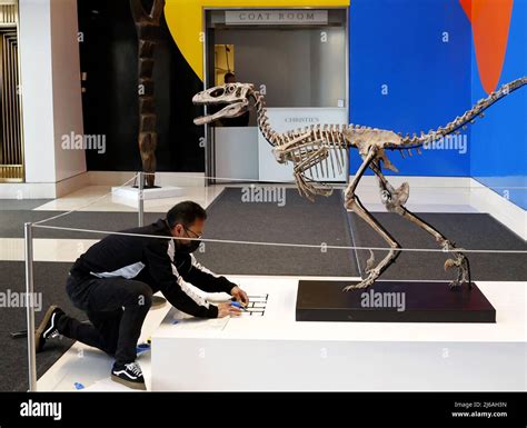 Velociraptor skeleton hi-res stock photography and images - Alamy