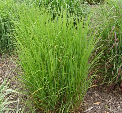 Purple Maiden Grass | Natorp's Online Plant Store