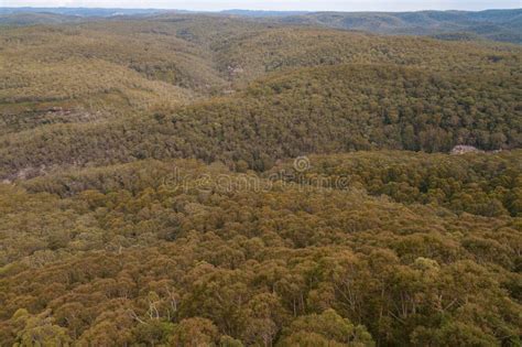 Aerial View of Eucalyptus Forest Stock Photo - Image of picturesque ...