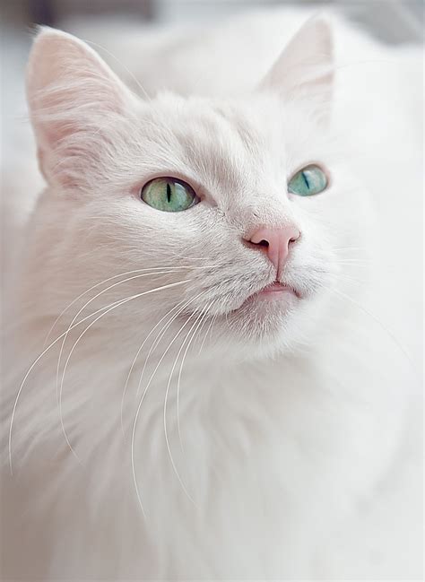 White cat by Pavel Zilke | Albino cat, White cats, Cute cats