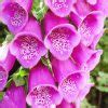 Foxglove Love Heart | Artisan Wildflower Suncatcher