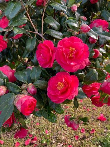 Pruning Camellias to maintain the shape, rejuvenate and remove dead, diseased or damaged growth ...