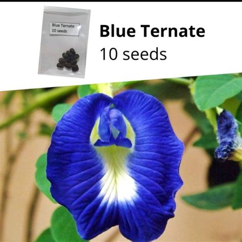 blue ternate seeds, 10 pcs | Shopee Philippines