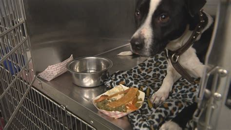 Fort Worth animal shelter pets receive special Thanksgiving meal | FOX 4 Dallas-Fort Worth