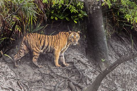 Bengal Tigers in Sundarbans National Park, Bangladesh | Aksik