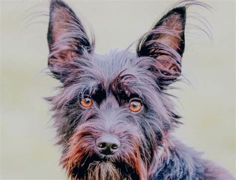 25 Scottish Terrier Mix Breeds – The Popular and Adorable Hybrid Dogs | PetPress