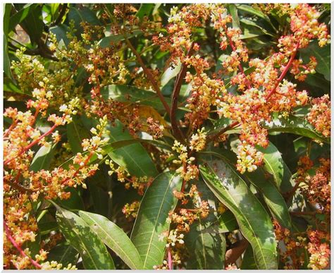 Mango Flowers | Flowers of a mango tree in bloom. Location: … | Flickr