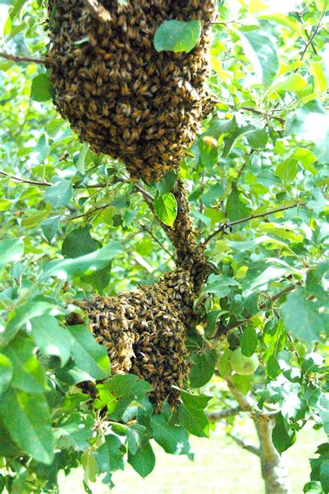 Bees Control Vancouver | Pesticon Pest Control