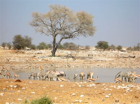 Featured Etosha Namibia – We Met On A Train