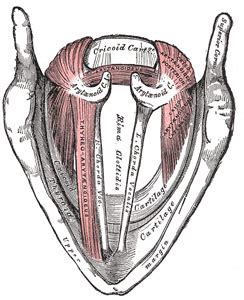 cuneiform cartilage - meddic