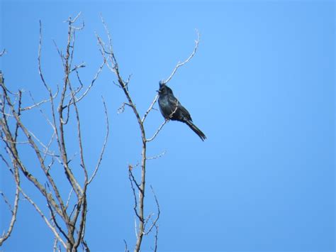 Shrinking water supply puts Mojave Desert birds on the brink - Los Angeles Times