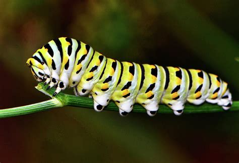 Colorful Caterpillar 015 Photograph by George Bostian | Fine Art America