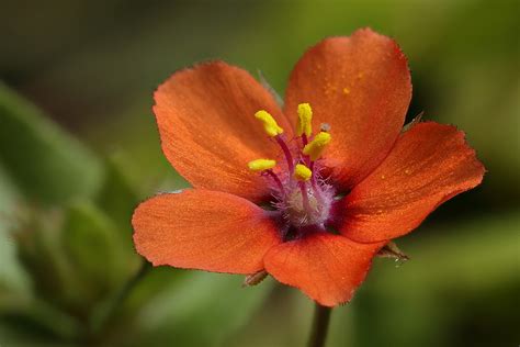 Weed flower scarlet pimpernel | Weed flower scarlet pimperne… | Flickr