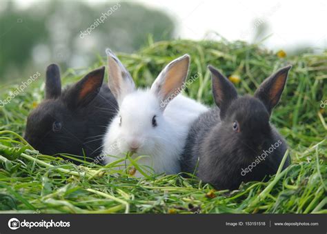 Cute White Baby Rabbits