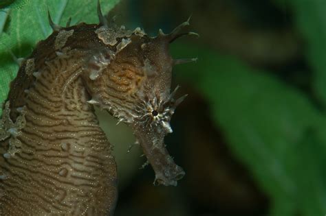 Animals of the world: Lined seahorse