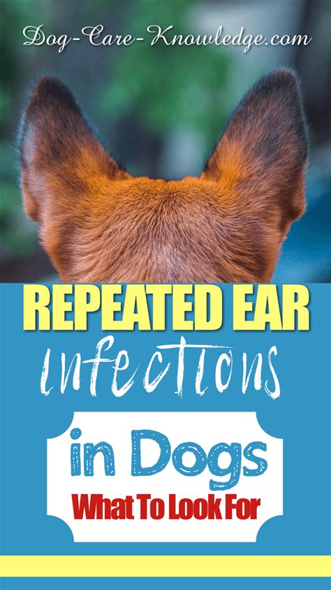 Top 10 Dog Ear Problems: How To Spot and Treat Them