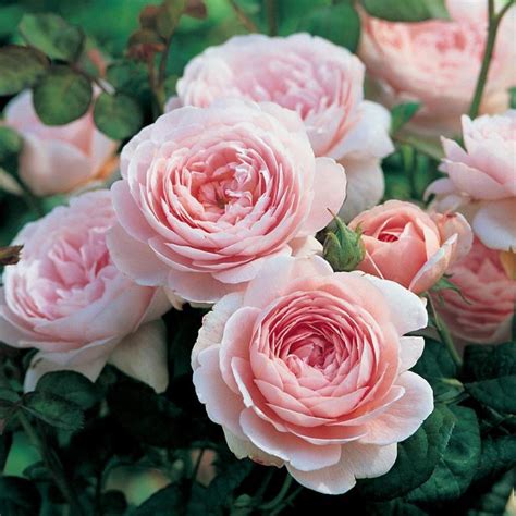 Queen of Sweden English Shrub Rose - David Austin Roses - Beetham Nurseries