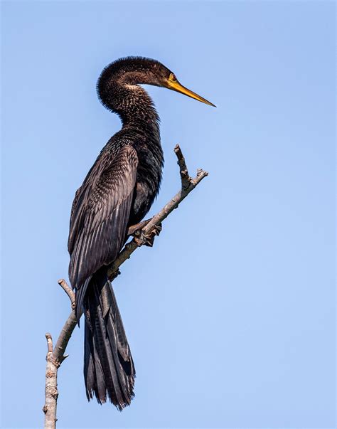 Anhinga | Audubon Field Guide