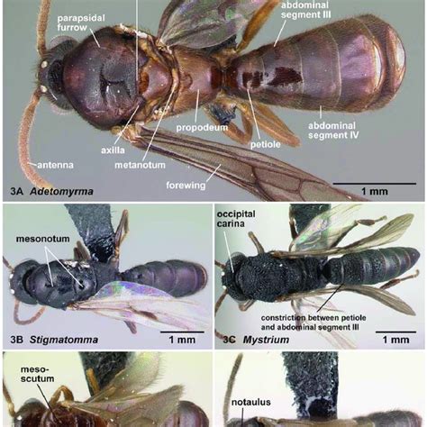 Abdominal tergum IV in dorsal view. 6A, Adetomyrma mg02... | Download Scientific Diagram