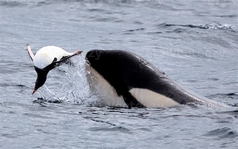 Killer Whale Playing with Gentoo Penguin 757974 Stock Photo at Vecteezy