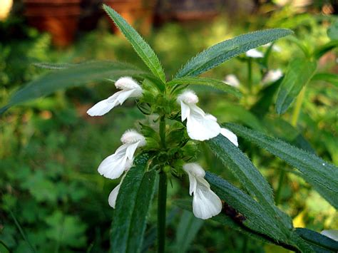 Thumbai Flower or Leucas aspera ~ deivam PMR