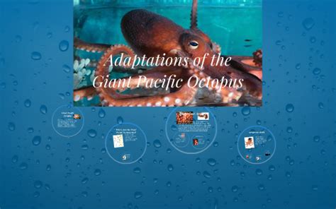 Adaptations of the Octopus by Susan Pyser on Prezi