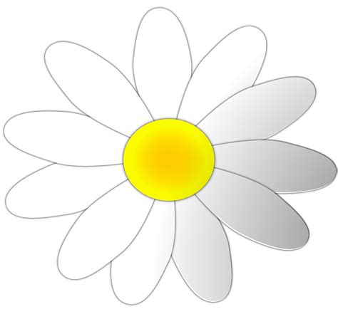 White flower clipart 20 free Cliparts | Download images on Clipground 2024