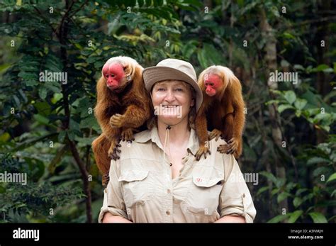 Red Uakari Monkey Stock Photo - Alamy