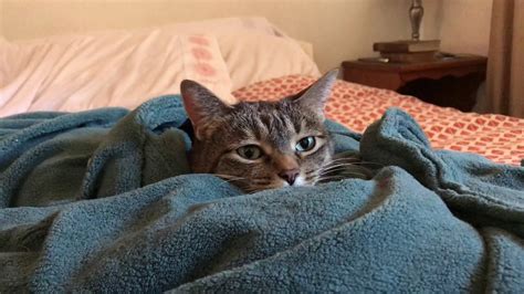 Cat in a Heated Blanket - YouTube