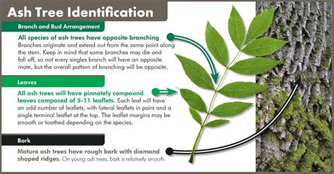 Ash Tree Identification | My XXX Hot Girl