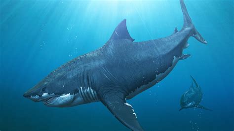 True Size Of Megalodon Reveals It Had Fins The Size Of People | IFLScience