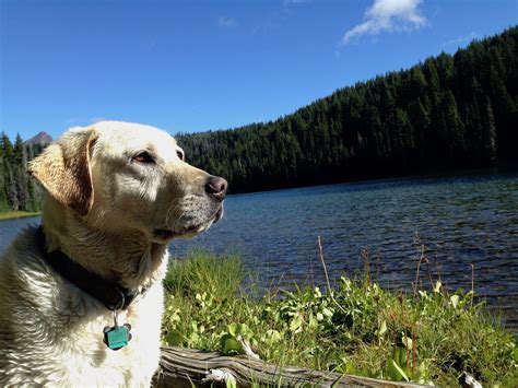 Canine Adventure Gear: 5 Essentials for Hiking With a Dog | GearJunkie