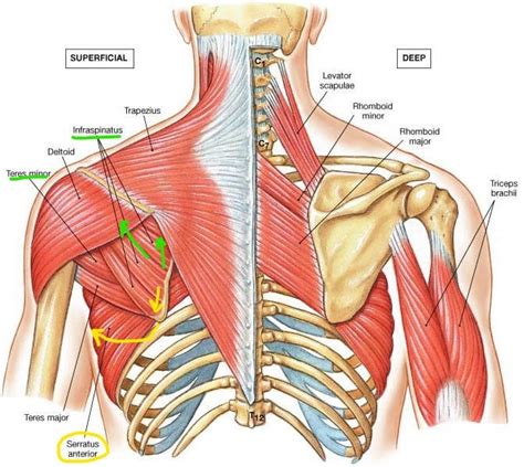 Scapular Winging with Rock Climbers - The Climbing Doctor