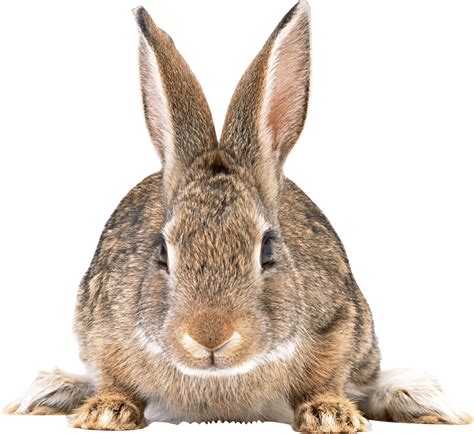 Cute brown rabbit PNG Image - PurePNG | Free transparent CC0 PNG Image Library