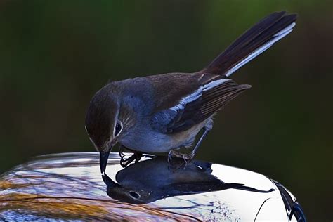 Magpie Robin | Smithsonian Photo Contest | Smithsonian Magazine