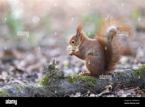 Eurasian red squirrel Stock Photo - Alamy