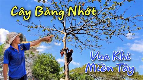 Vua Khỉ Miền Tây đã đến Trường THPT Phạm Thành Trung cưa cây Bàng Nhớt - YouTube