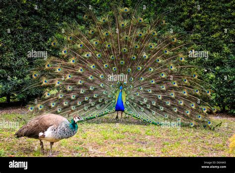 Male Peacock performing his courtship routine during spring season ...