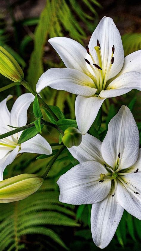 White Lily Flower Wallpapers - Top Free White Lily Flower Backgrounds ...