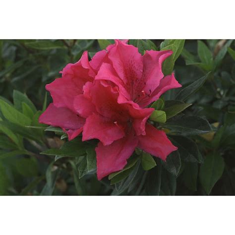 Shop Monrovia 2.6-Quart Red Brilliant Azalea Flowering Shrub at Lowes.com