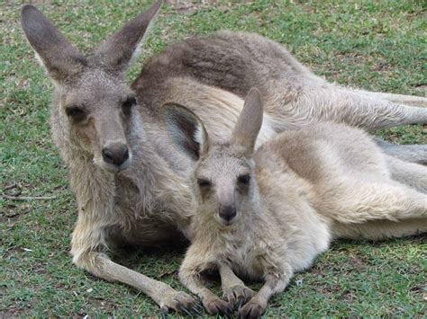 Volunteering at a Kangaroo Sanctuary: My Australian Adventure